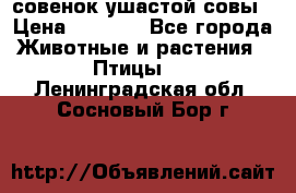 совенок ушастой совы › Цена ­ 5 000 - Все города Животные и растения » Птицы   . Ленинградская обл.,Сосновый Бор г.